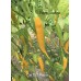 Cap 1152 Pepper Seeds Cap 1152 Pepper Seeds