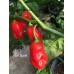 Datil Sweet Pepper Seeds