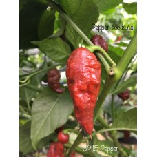 CP115 Pepper Seeds CP115 Pepper Seeds