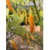 Cap 1152 Pepper Seeds Cap 1152 Pepper Seeds