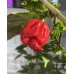 Brazilian Reaper X Pepper Seeds Brazilian Reaper X Pepper Seeds