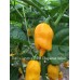 Datil x Lemon x 7-Pot Chaguanas Yellow Pepper Seeds 