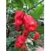 7-Pot Red Hot Peter Pepper Seeds 