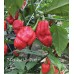 7-Pot Red Hot Peter Pepper Seeds 