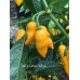 Datil x Limon Yellow Pepper Seeds Datil x Limon Yellow Pepper Seeds