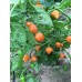 Orange Lantern Pepper Seeds 