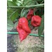 Bhut Jolokia x Sugar Rush Peach Pepper Seeds Bhut Jolokia x Sugar Rush Peach Pepper Seeds