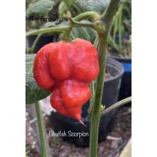 Bhutlah Scorpion Pepper Seeds 