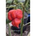 Bhutlah Scorpion Pepper Seeds 
