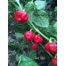 Red Blob Pepper Seeds 