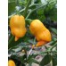 Datil x Lemon x 7-Pot Chaguanas Yellow Pepper Seeds 