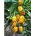 Datil x Lemon x 7-Pot Chaguanas Yellow Pepper Seeds 