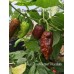 Jays Ghost Pepper Chocolate Pepper Seeds