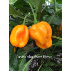 Burkina Yellow Scotch Bonnet Pepper Seeds