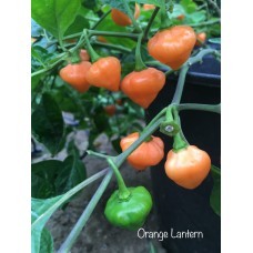 Orange Lantern Pepper Seeds Orange Lantern Pepper Seeds