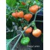 Orange Lantern Pepper Seeds 