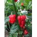 7-Pot Long Red Pepper Seeds