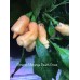 Pimento Moranga Peach Cross Pepper Seeds 