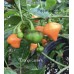 Orange Lantern Pepper Seeds 