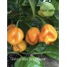 Burkina Yellow Scotch Bonnet Pepper Seeds