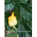 Datil x Lemon x 7-Pot Chaguanas Yellow Pepper Seeds 