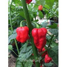 7-Pot Red Long Pepper Seeds 7-Pot Red Long Pepper Seeds
