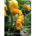 Datil x Lemon x 7-Pot Chaguanas Yellow Pepper Seeds 
