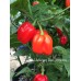 Habanero Red Dommica Pepper Seeds Habanero Red Dommica Pepper Seeds