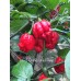 7-Pot Red Hot Peter Pepper Seeds 