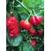 Red Blob Pepper Seeds 