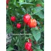 Habanero Red Dommica Pepper Seeds Habanero Red Dommica Pepper Seeds