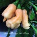 Pimento Moranga Peach Cross Pepper Seeds 