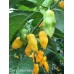 Datil x Limon Yellow Pepper Seeds Datil x Limon Yellow Pepper Seeds