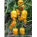 Datil x Lemon x 7-Pot Chaguanas Yellow Pepper Seeds 
