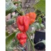 Bhutlah Scorpion Pepper Seeds 
