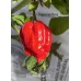Brazilian Reaper X Pepper Seeds Brazilian Reaper X Pepper Seeds