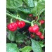 Red Blob Pepper Seeds 