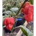 Bhutlah Scorpion Pepper Seeds 