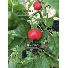 Alotenango Pepper Seeds 