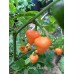 Orange Lantern Pepper Seeds 