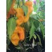 Lucifer's Dream Pepper Seeds