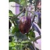 Trinidad Scorpion Purple x Butch T Chocolate Pepper Seeds Trinidad Scorpion Purple x Butch T Chocolate Pepper Seeds