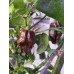 Trinidad Scorpion Purple x Butch T Chocolate Pepper Seeds Trinidad Scorpion Purple x Butch T Chocolate Pepper Seeds