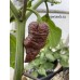 Bhut Jami Chocolate Pepper Seeds 