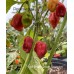 7-Pot Brain Strain Scorpion Pepper Seeds