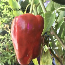 Beaver Dam Pepper 