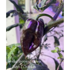 Trinidad Scorpion Purple x Butch T Chocolate Pepper Seeds Trinidad Scorpion Purple x Butch T Chocolate Pepper Seeds