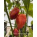 7-Pot Brain Strain Scorpion Pepper Seeds