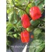 7-Pot Jonah Red x Carolina Reaper Pepper Seeds