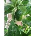 Evergreen Pepper Seeds Evergreen Pepper Seeds